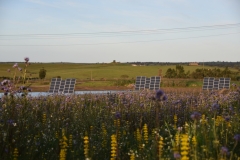Blumenwiese-und-Solar
